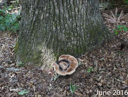 Image of Laetiporus persicinus (Berk. & M. A. Curtis) Gilb. 1981