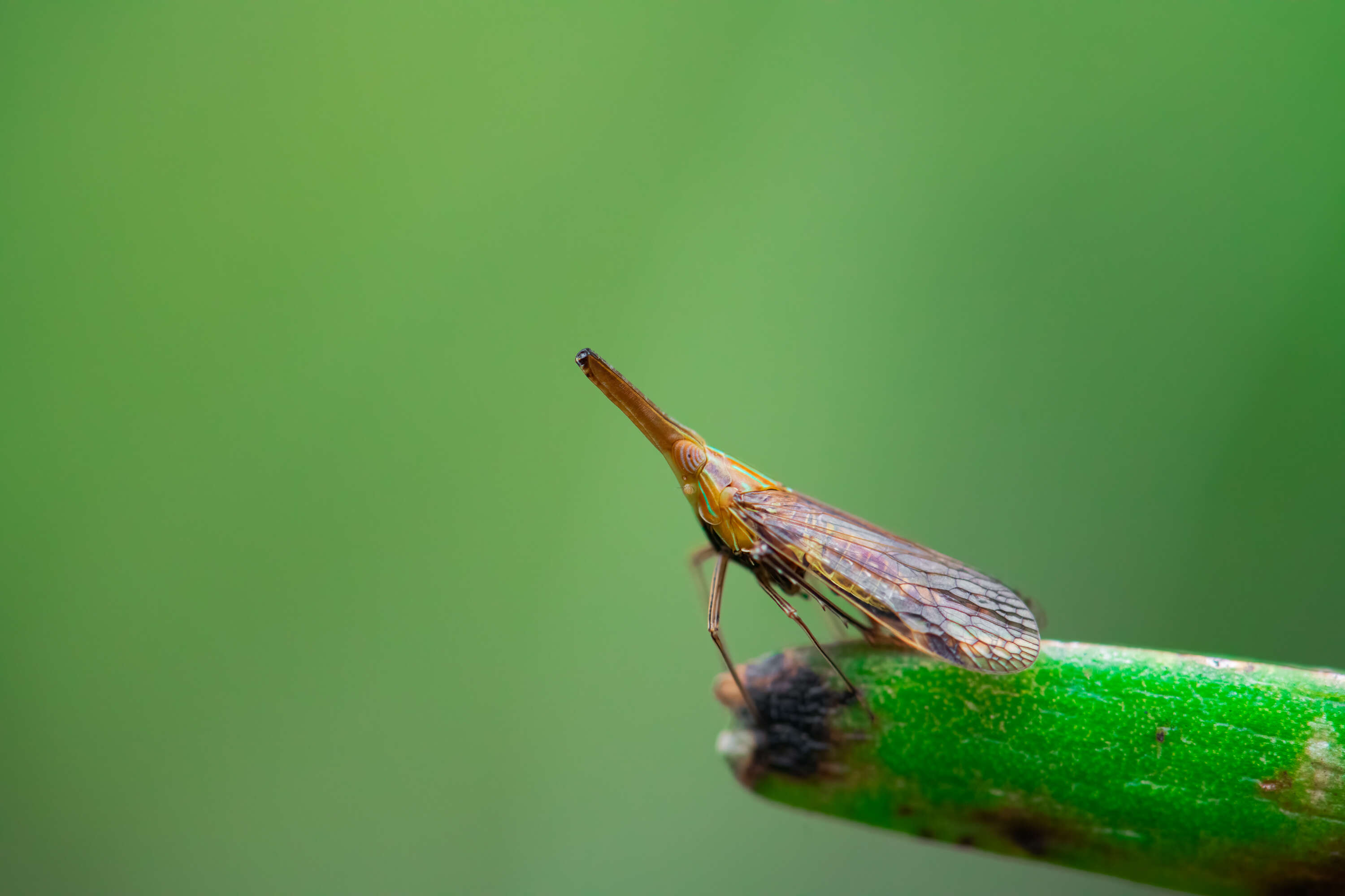 Image of dictyopharid planthoppers