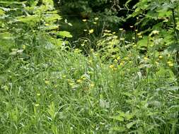 Image of common buttercup