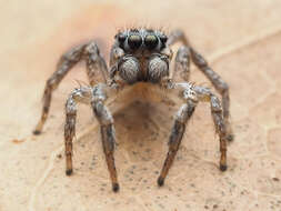 صورة Habronattus trimaculatus Bryant 1945