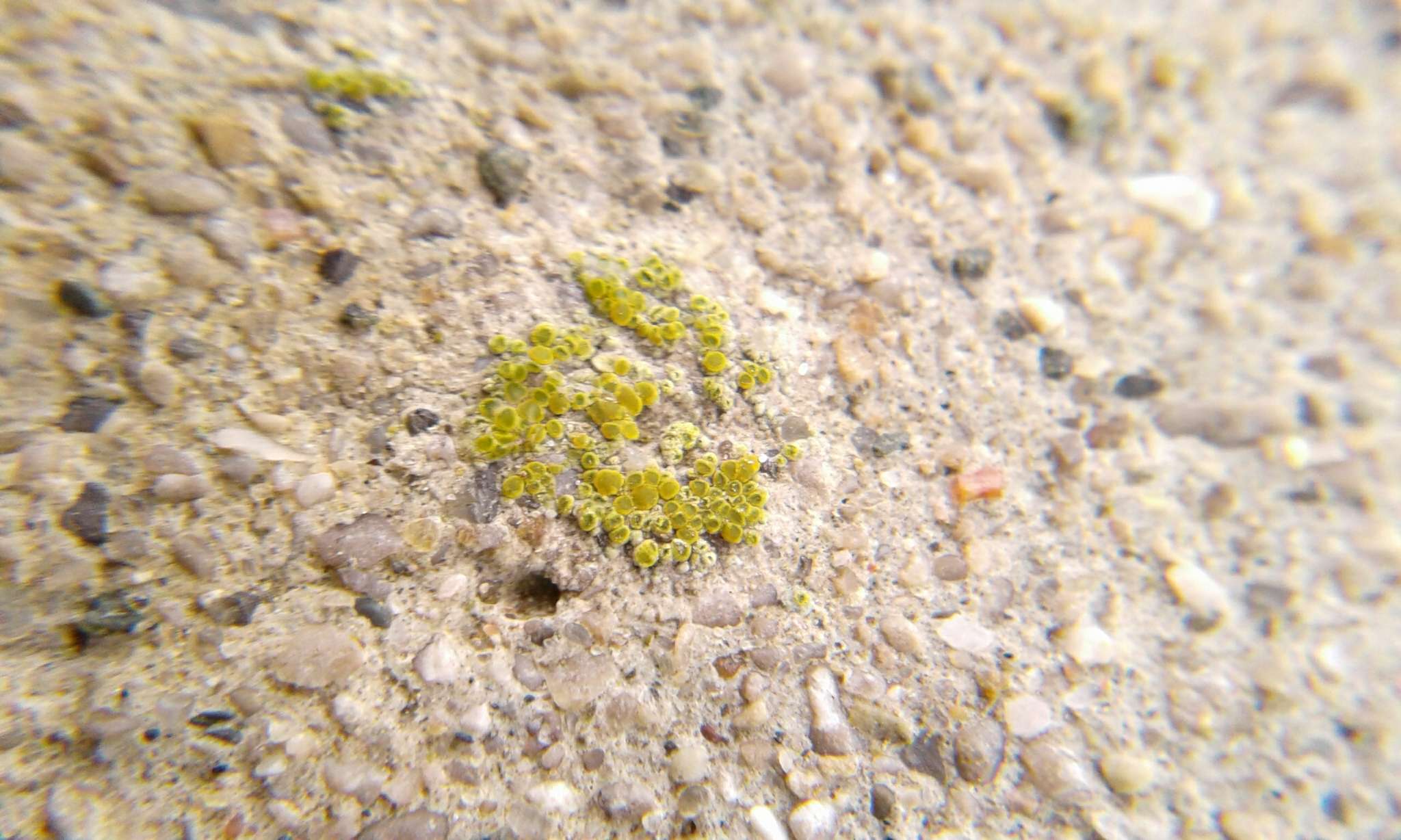 Image of Hidden goldspeck lichen