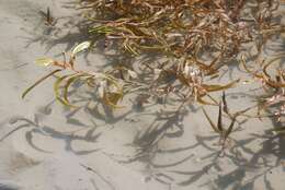 Image of alpine pondweed