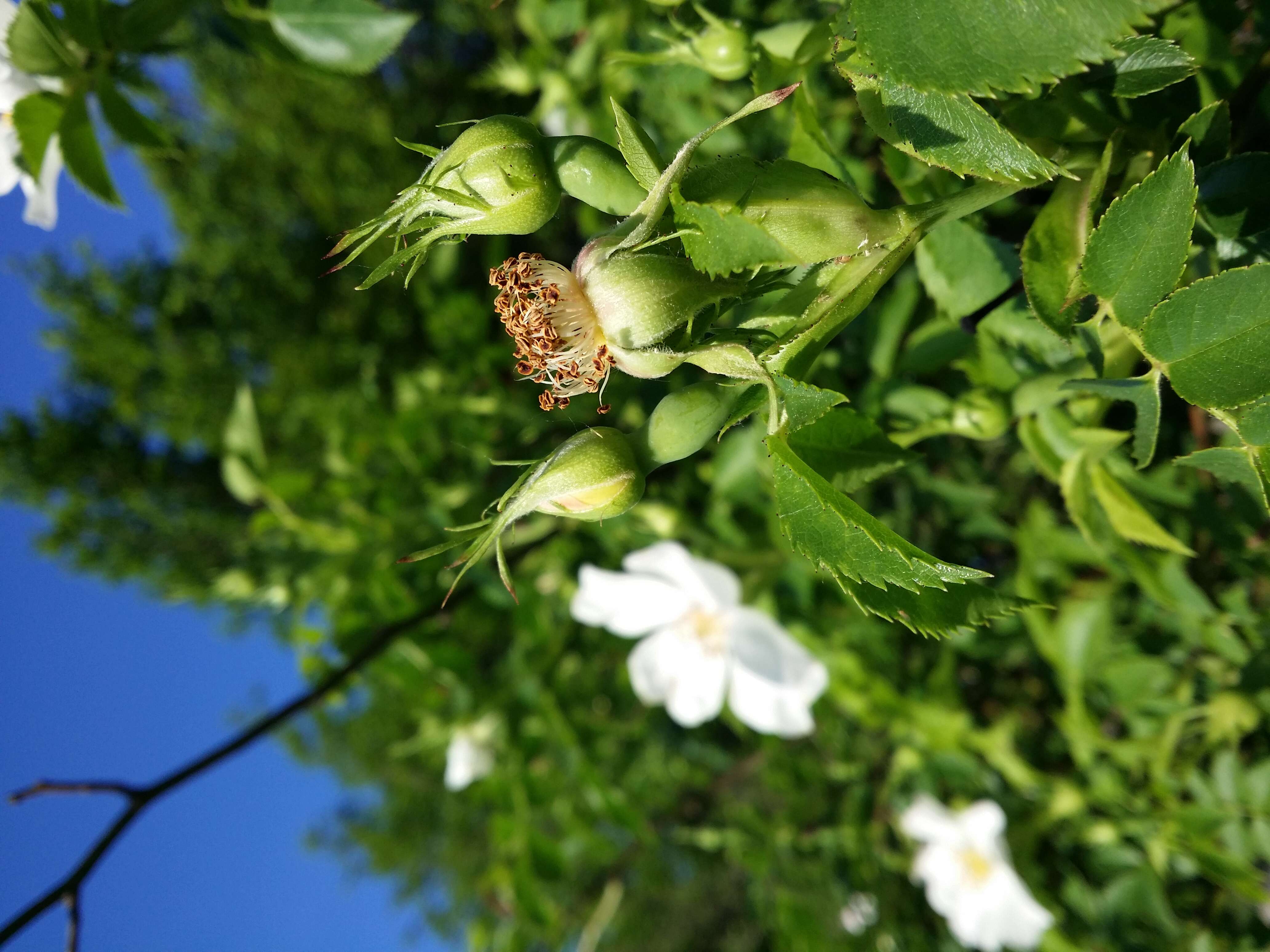 Image of dog rose