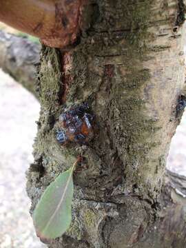 Imagem de Prunus dulcis (Mill.) D. A. Webb