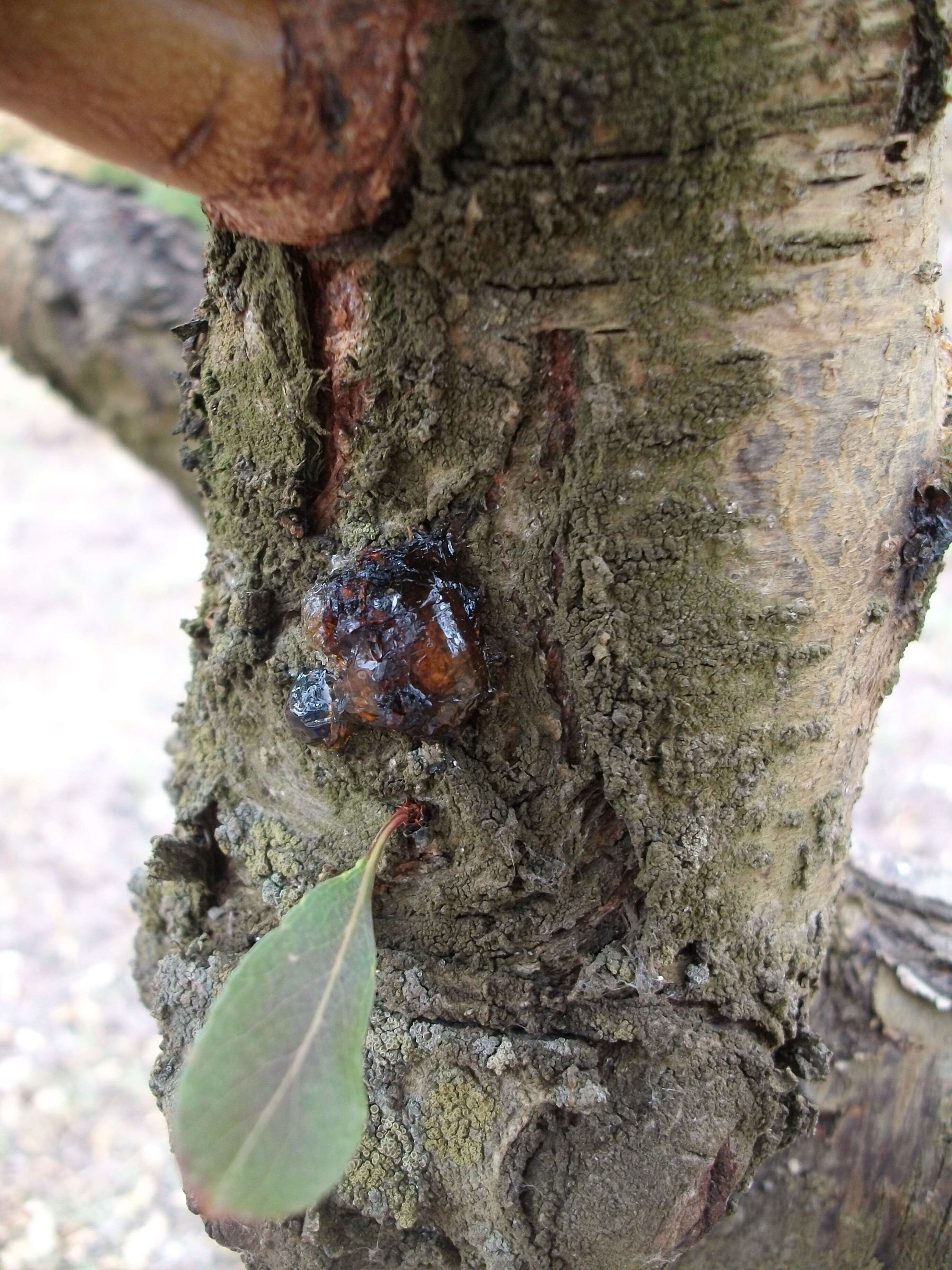 Imagem de Prunus dulcis (Mill.) D. A. Webb