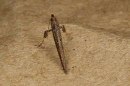 Image of Caloptilia linearis (Butler 1877)