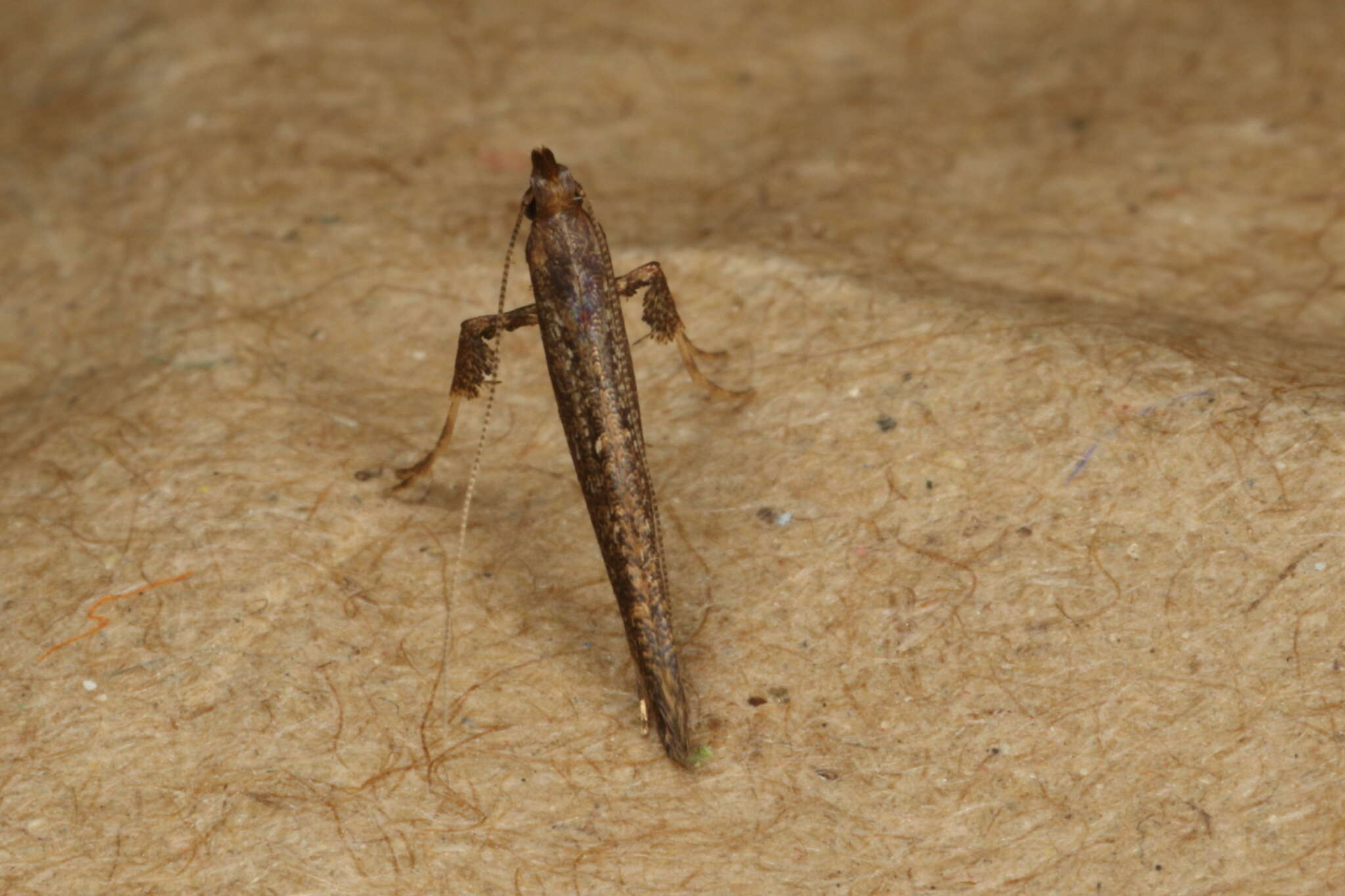 Sivun Caloptilia linearis (Butler 1877) kuva