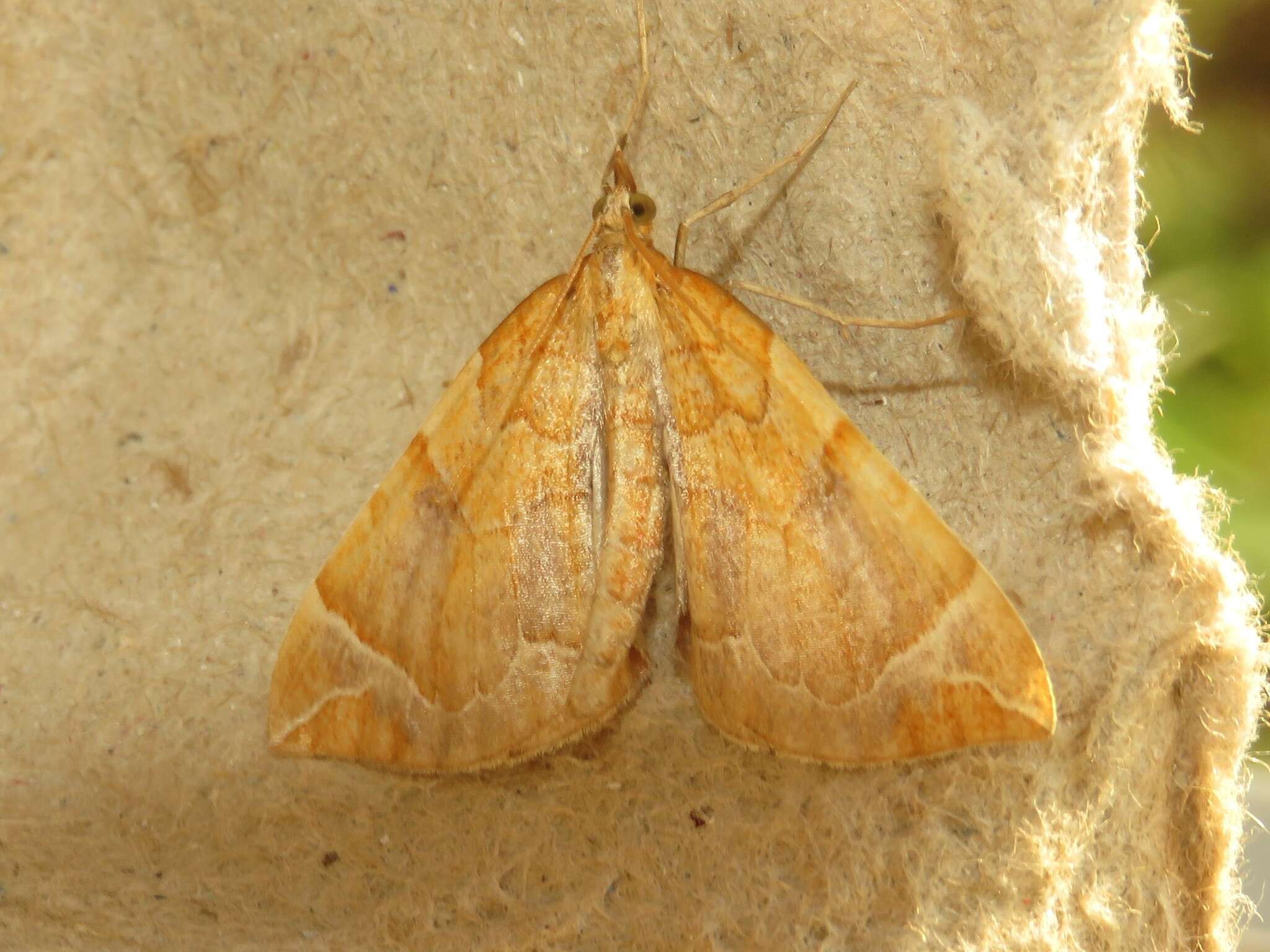 Image of Chevron Moth