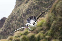 Image de Albatros de Carter