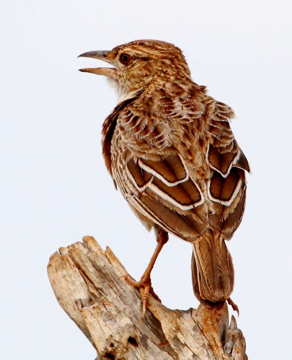 Image of Rufous-naped Lark