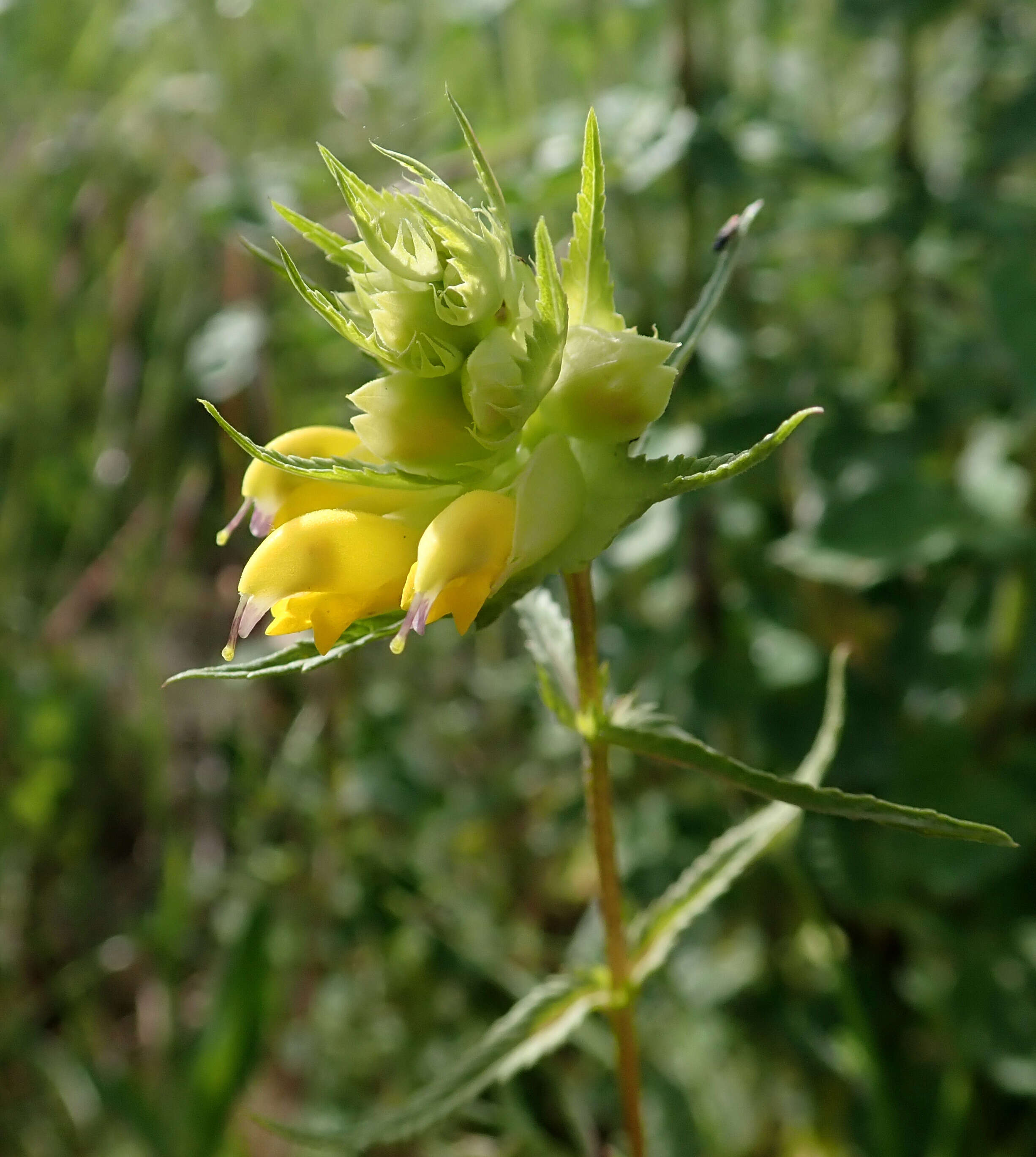 Image of late-flowering yellow rattle