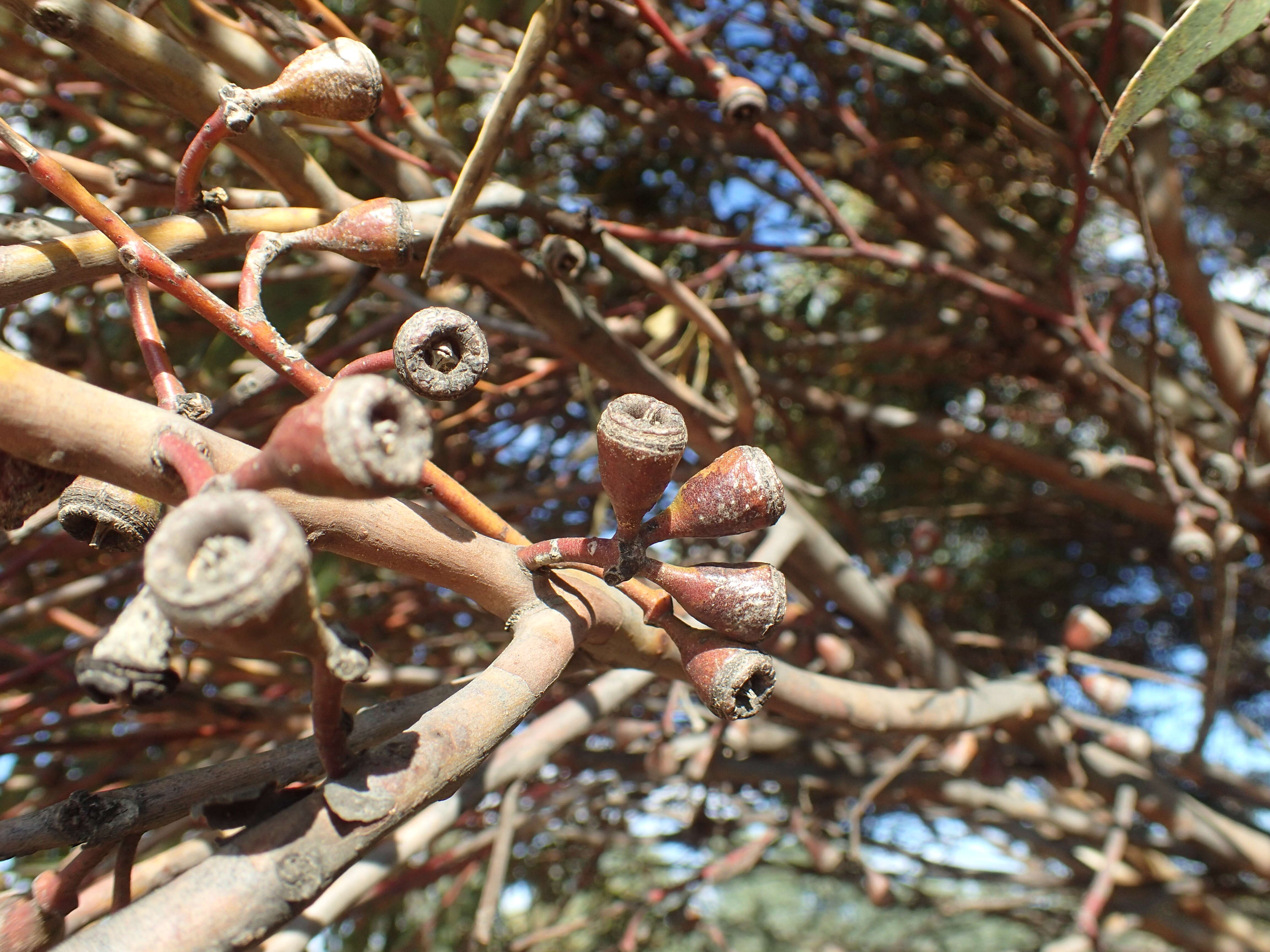 Image of Eucalyptus diminuta Brooker & Hopper