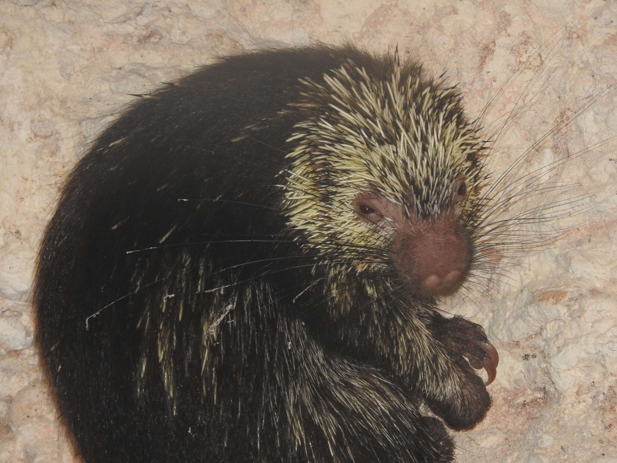 Image of Hairy Dwarf Porcupines