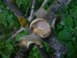 Image of Pleurotus calyptratus (Lindblad ex Fr.) Sacc. 1887