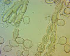 Image of Monilinia fructicola (G. Winter) Honey 1928