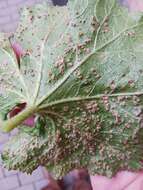 Image of Puccinia malvacearum Bertero ex Mont. 1852