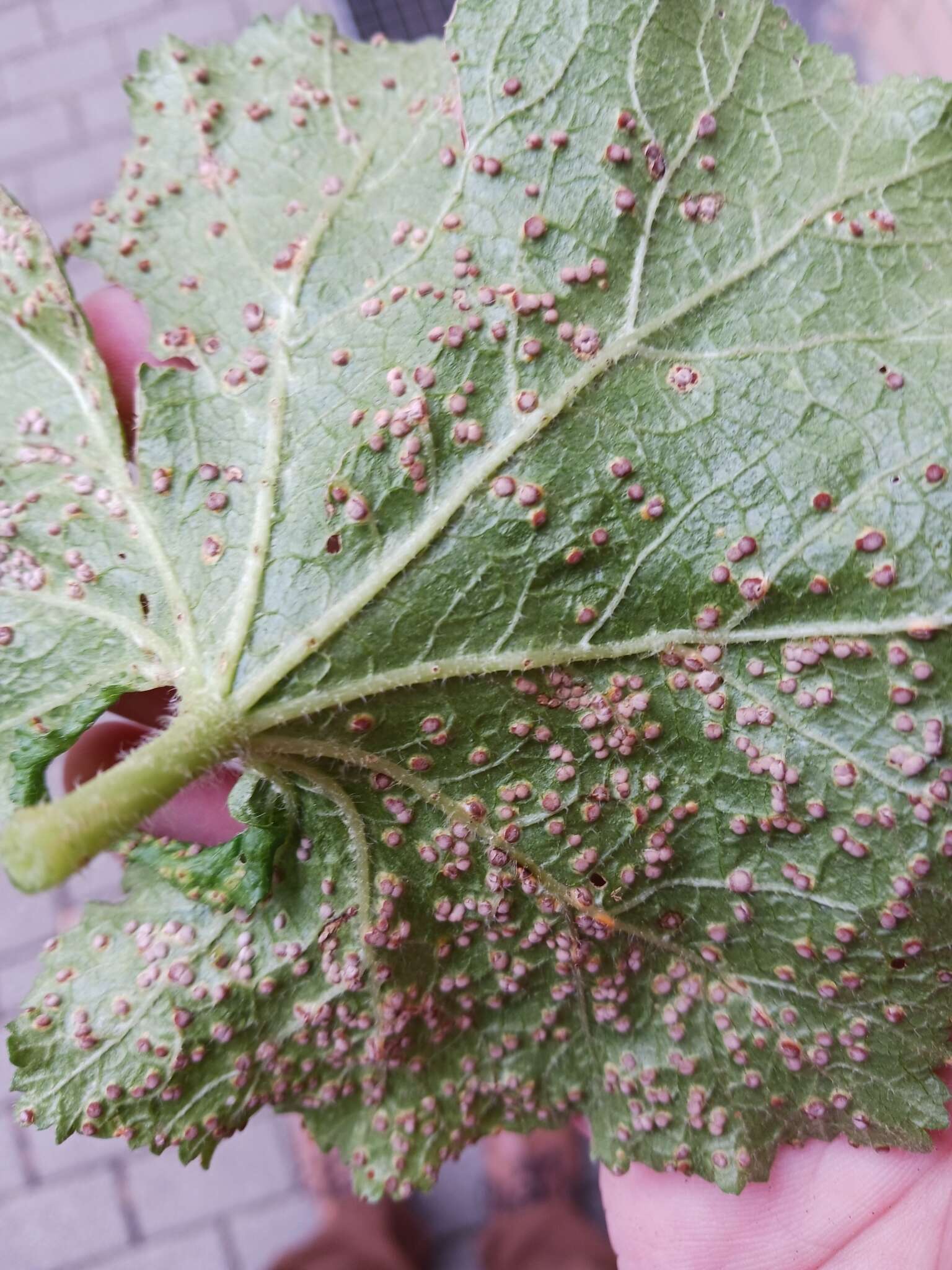 Image de Puccinia malvacearum Bertero ex Mont. 1852