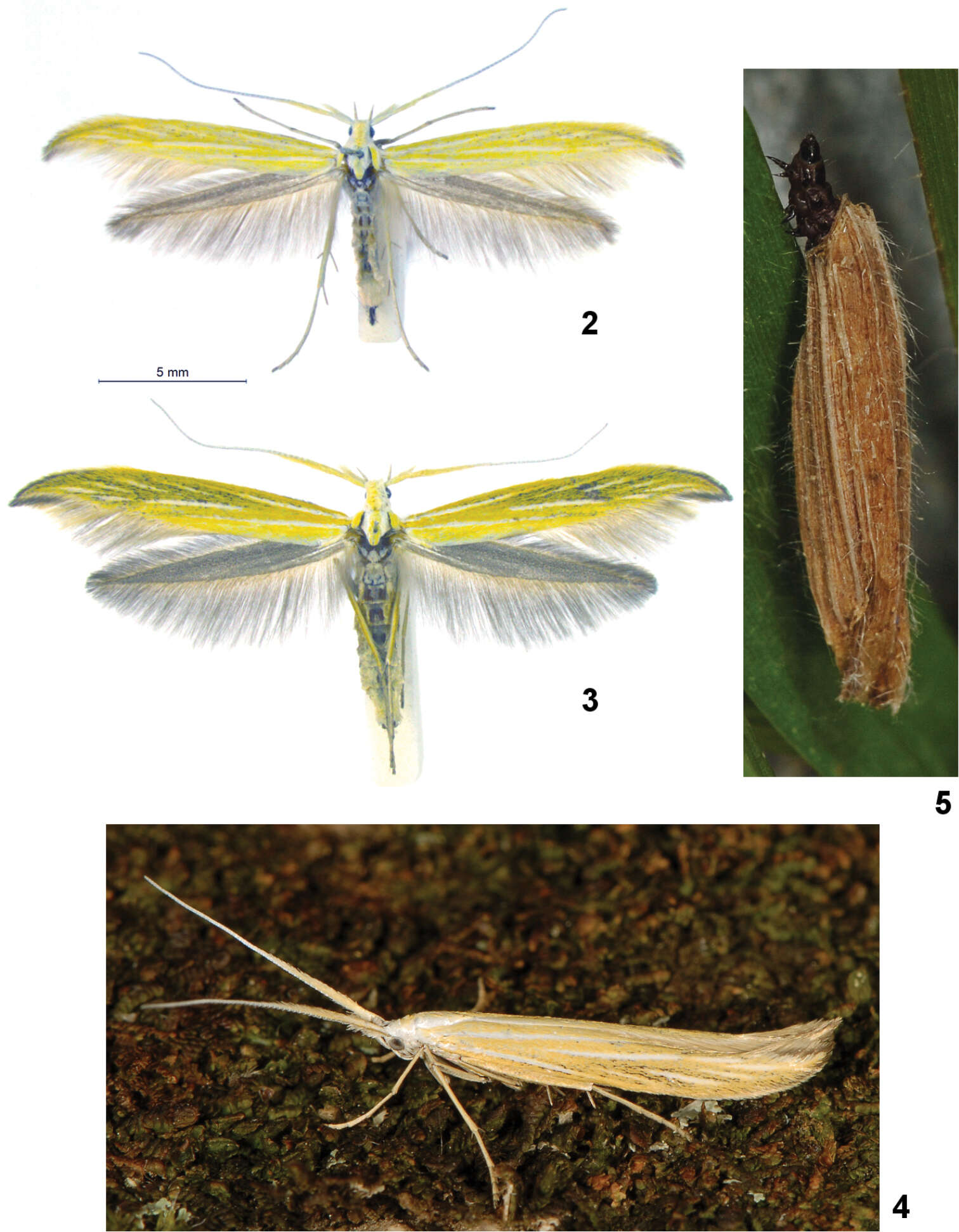 Image of Coleophora nepetellae