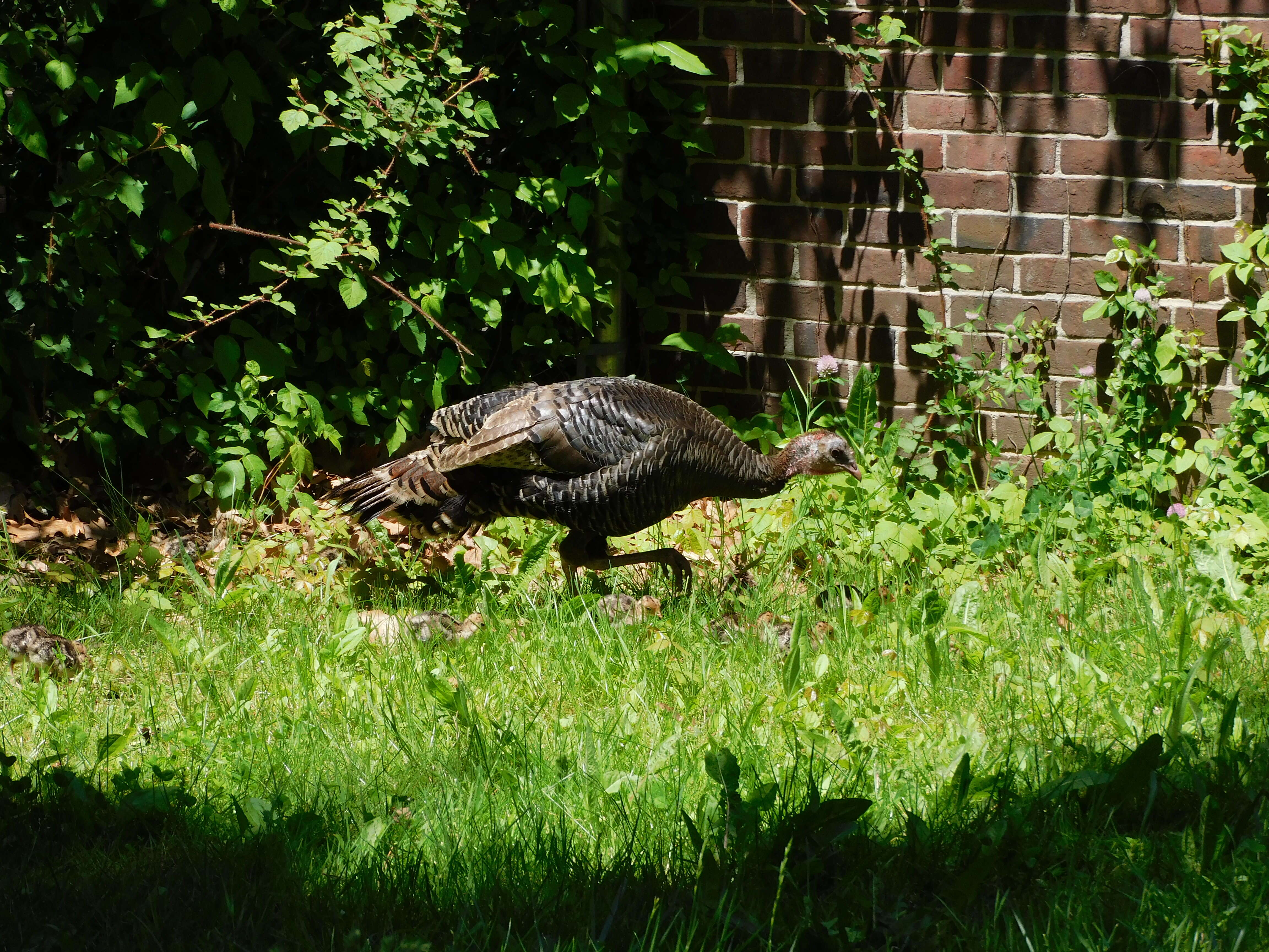 Imagem de Meleagris gallopavo Linnaeus 1758