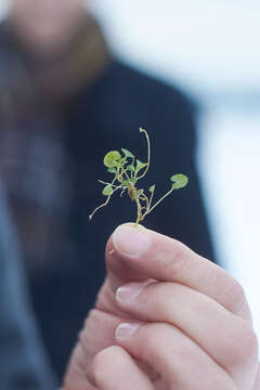 صورة Viola lutea subsp. calaminaria (DC. ex Gingins) J. D. Nauenburg