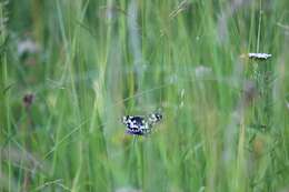 Image of marbled white