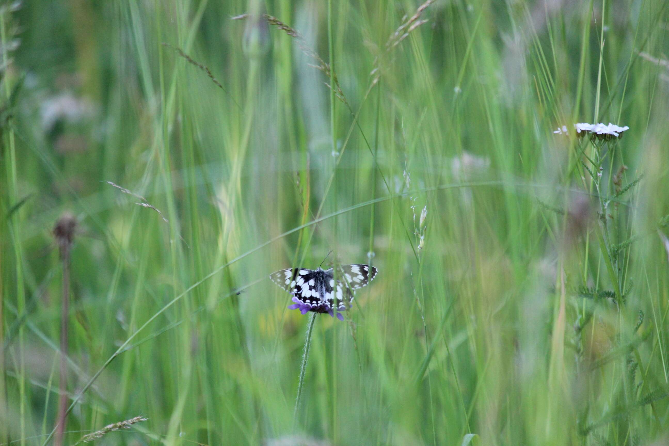 Image of marbled white