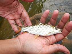 Image of Malabar Mahseer