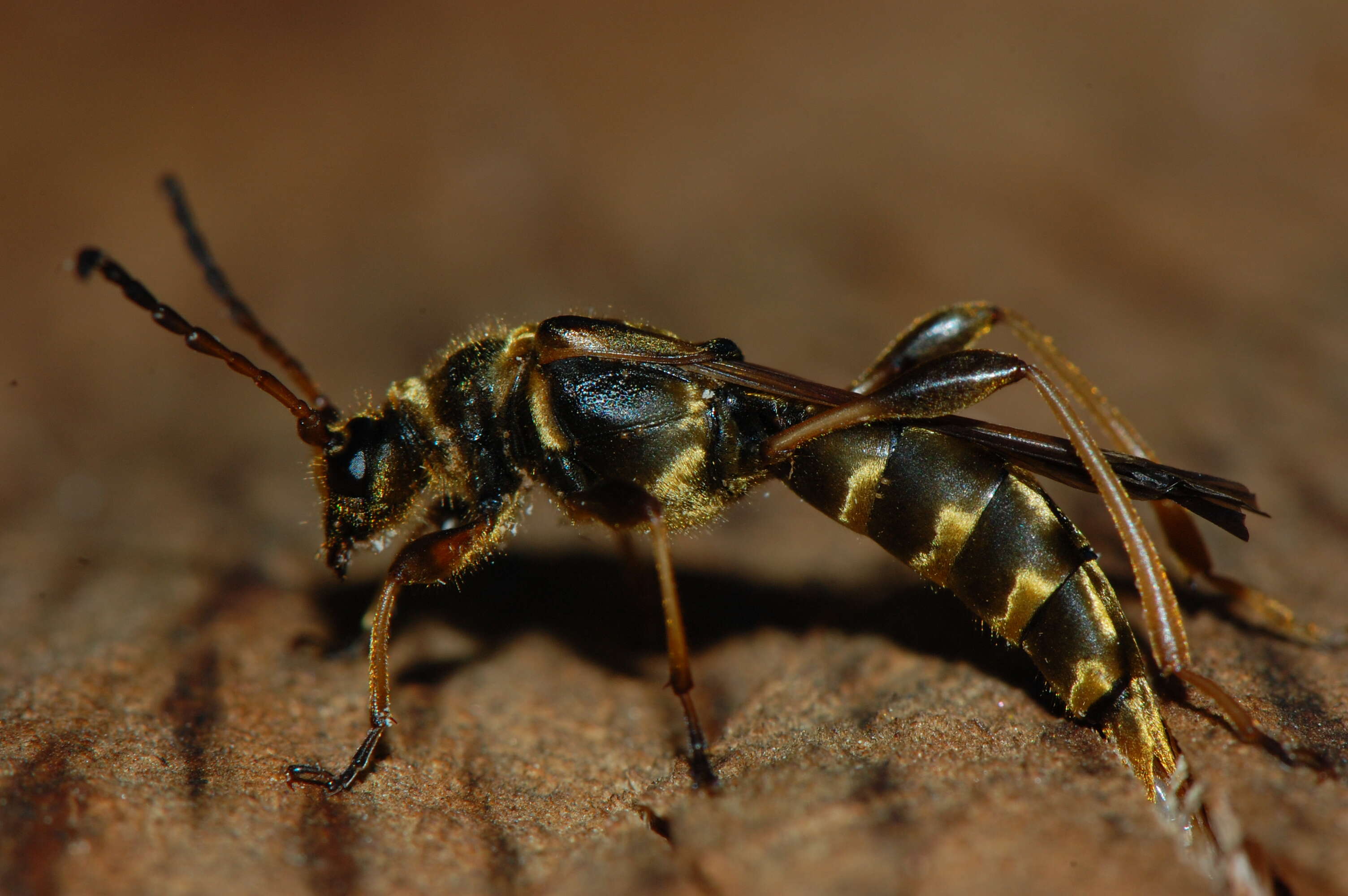 Plancia ëd Necydalis cavipennis Le Conte 1873