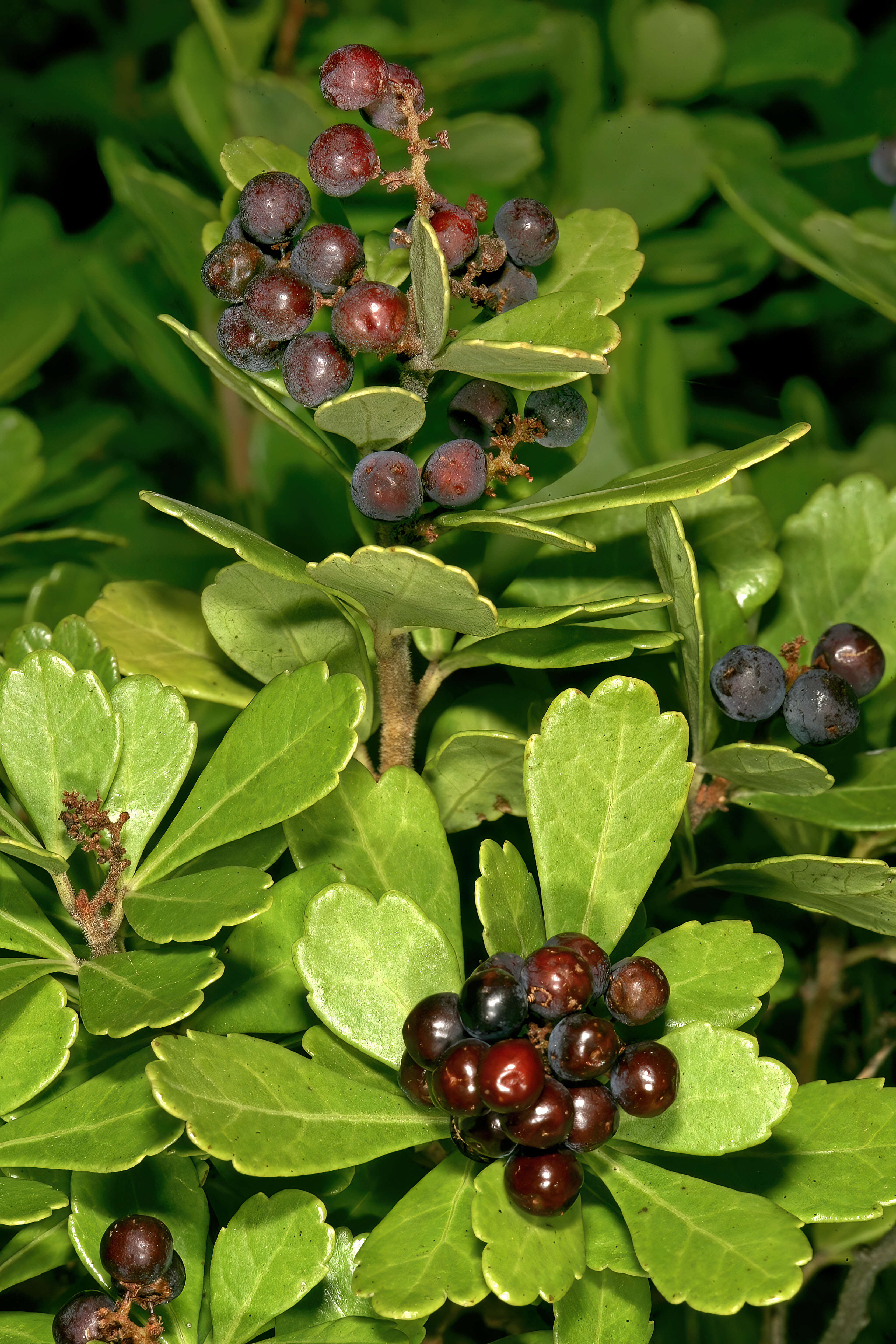 Image of Searsia crenata (Thunb.) Moffett