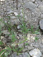 Image of Symphyotrichum kentuckiense