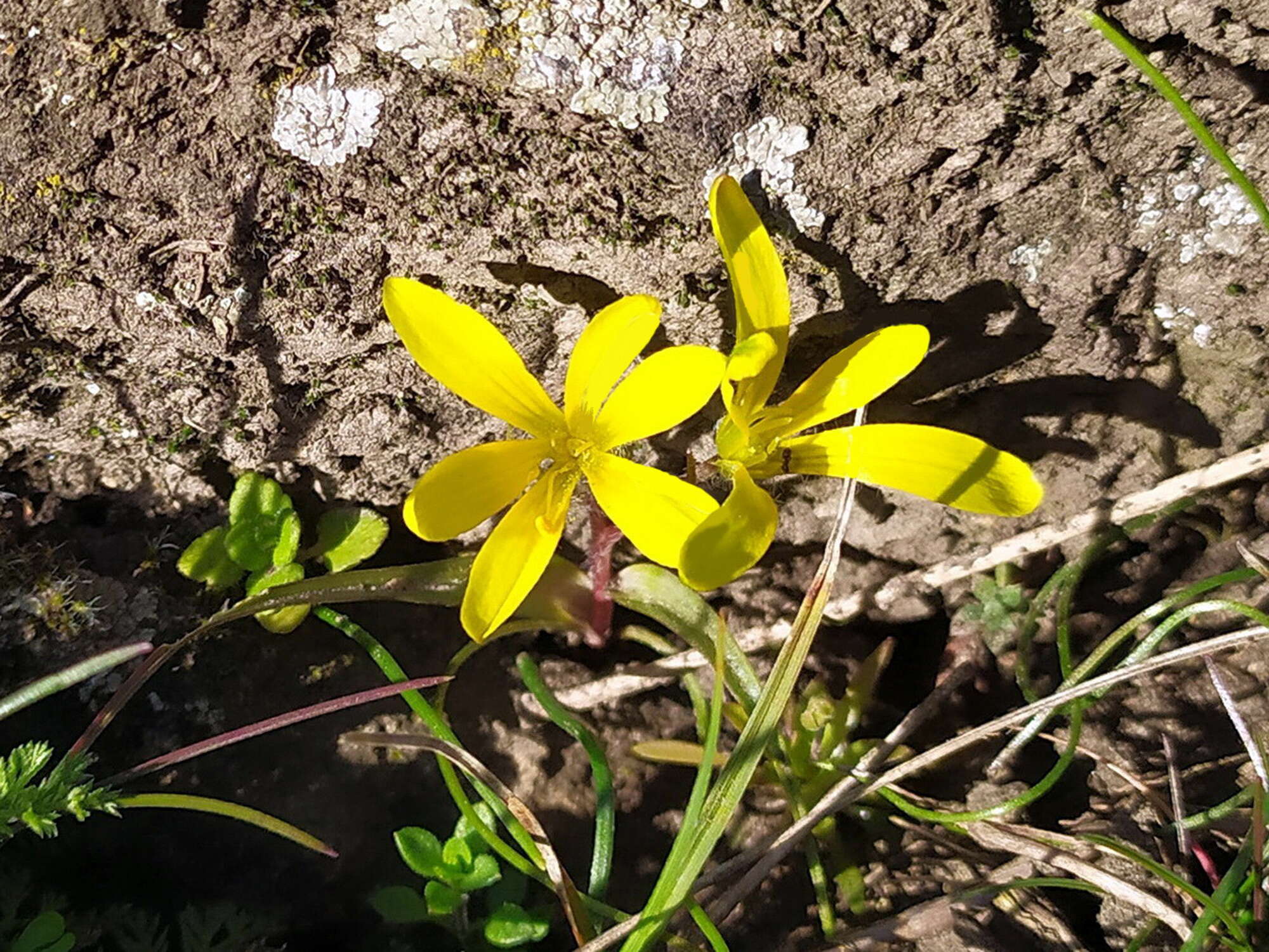 Image of star of Bethlehem