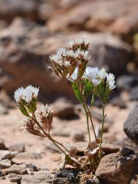 Image of Limonium thouinii (Viv.) O. Kuntze