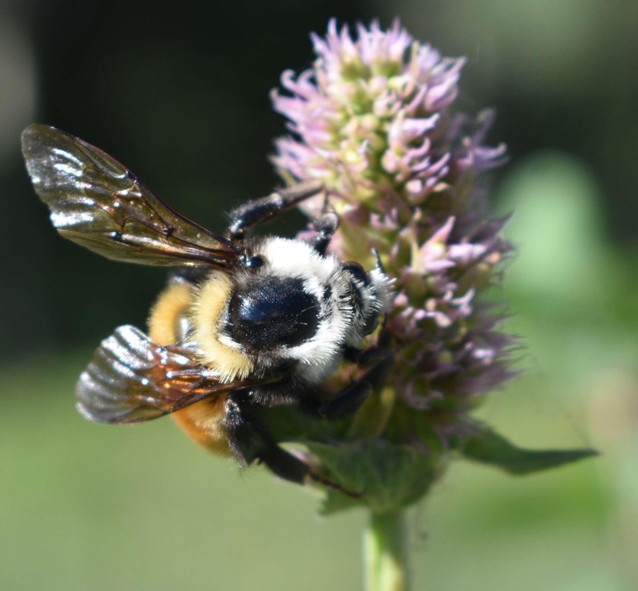 Слика од Bombus appositus Cresson 1879