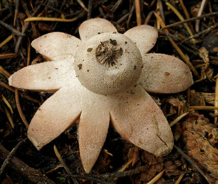 Image of Geastrum campestre Morgan 1887