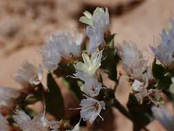 Imagem de Limonium thouinii (Viv.) O. Kuntze