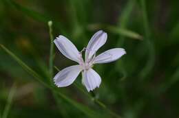 Image of rush skeletonplant