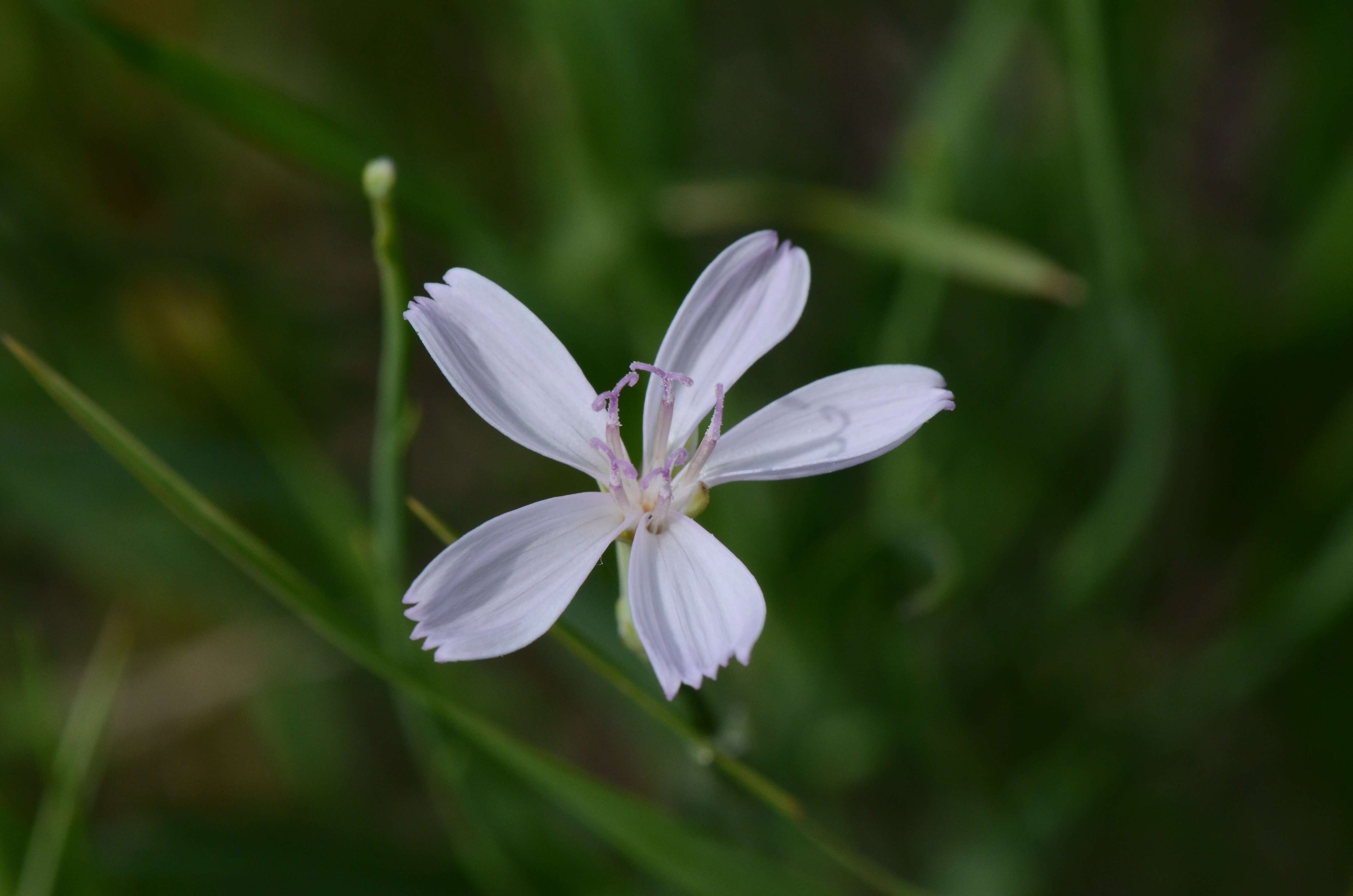 Image of rush skeletonplant