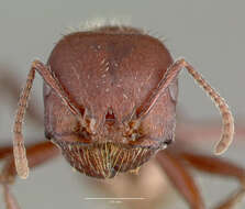 Image of Pogonomyrmex apache Wheeler 1902