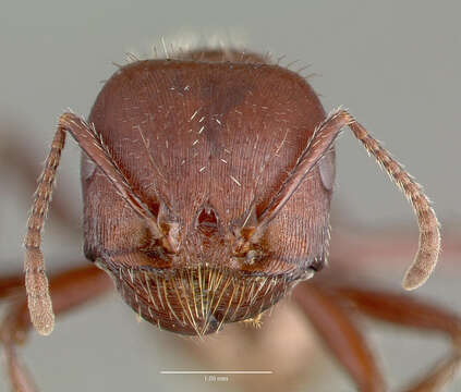 Image of Pogonomyrmex apache Wheeler 1902