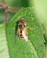 Image of drone fly