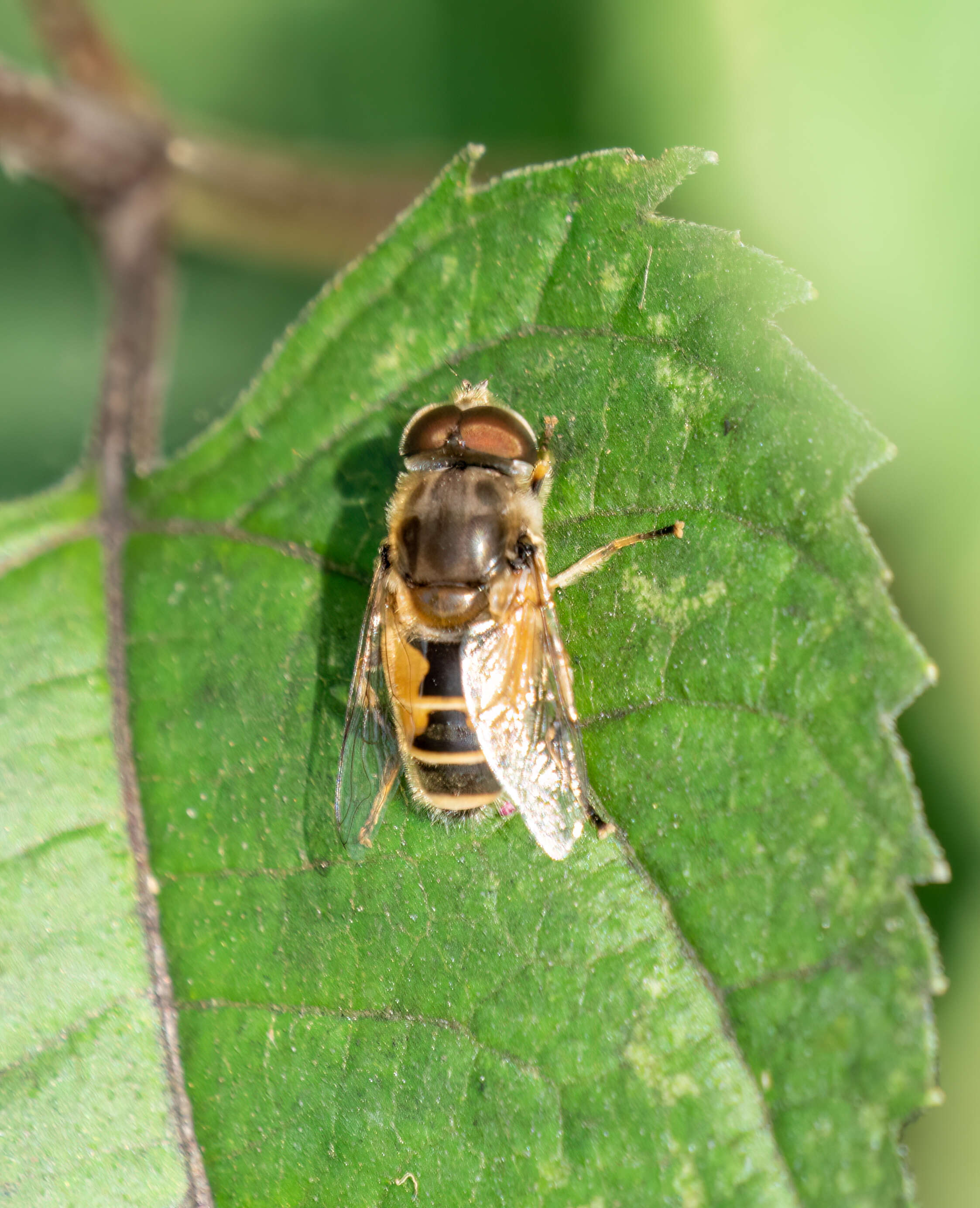 Plancia ëd Eristalis tenax (Linnaeus 1758)