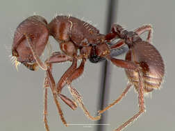 Image of Pogonomyrmex apache Wheeler 1902