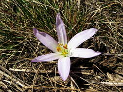 Image of Colchicum bulbocodium Ker Gawl.