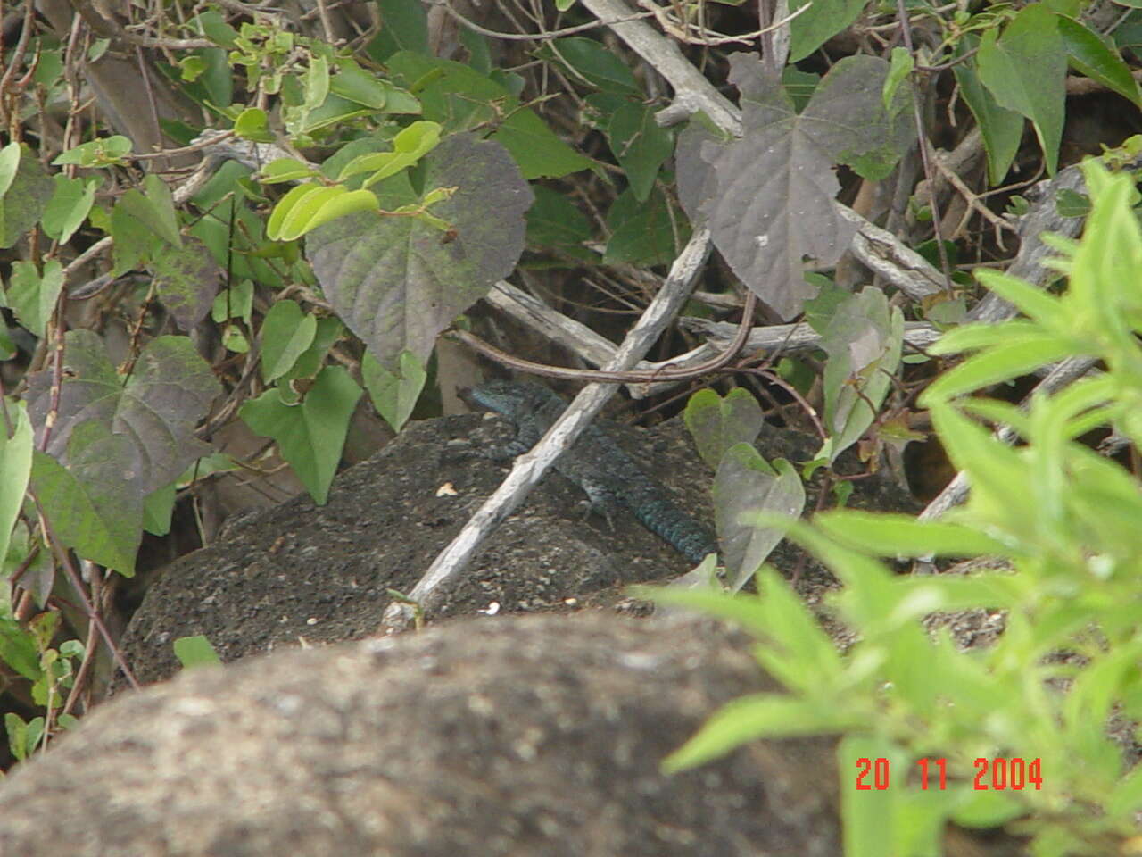 Image of Socorro Island Tree Lizard