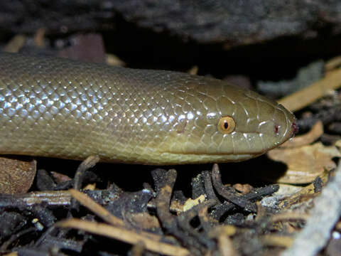 Image of Northern Rubber Boa