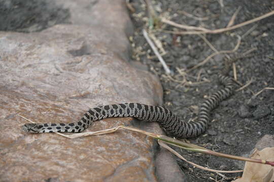 Image of Pantherophis ramspotti Crother, White, Savage, Eckstut, Graham & Gardner 2011