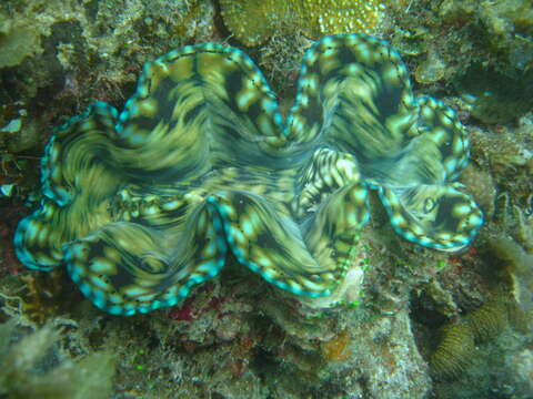 Image of Fluted Clam