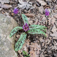 Image of Dog tooth lily