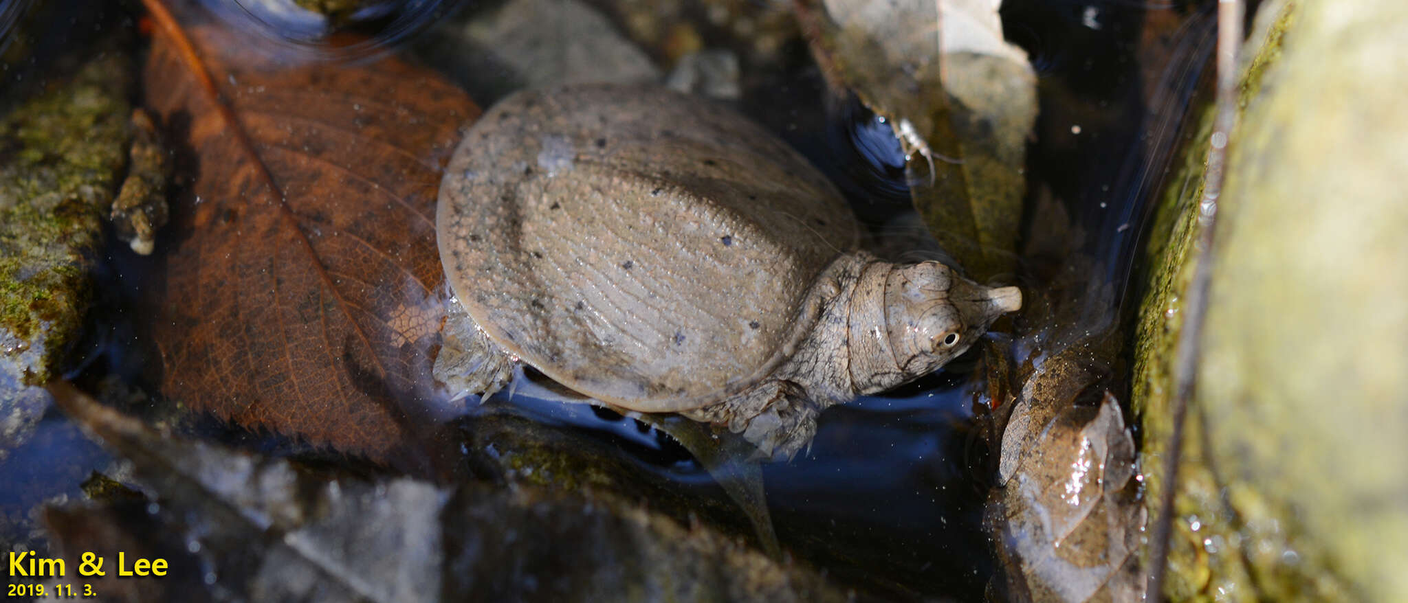 Image of Northern Chinese softshell turtle