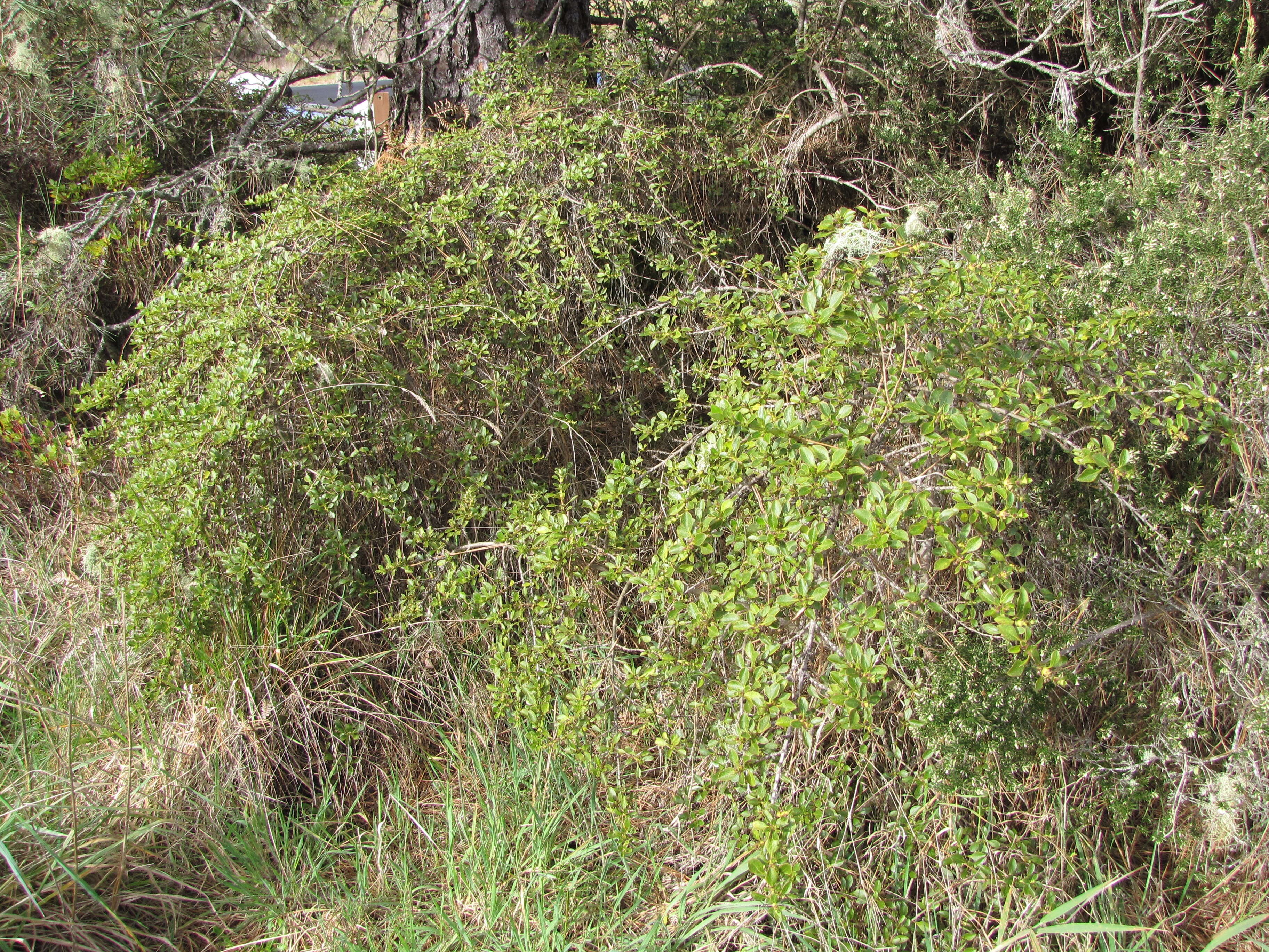 Image of alpine mirrorplant